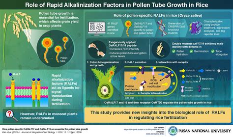 Researchers identify peptides for pollen tube growth in rice