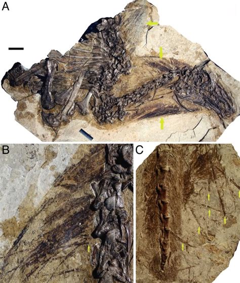 Raptormaniacs: Back to the basics - Maniraptor Feathers Part I: The Fossil Evidence