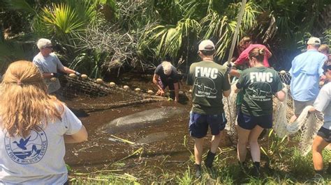 Mother and Baby Manatee Rescued From Side of the Road in Hermine ...