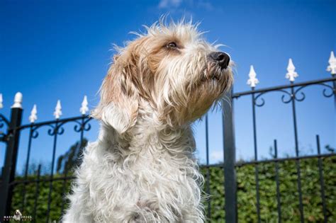 1000+ images about PBGV dogs on Pinterest | Pets, Martin o'malley and ...