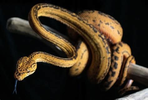 Amazon Tree Boa Care Guide: Diet, Price, Colors & More