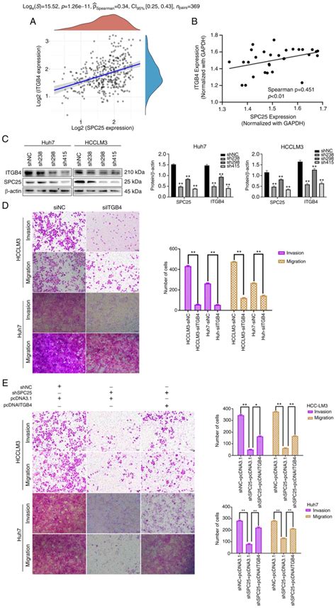 SPC25 Promotes Hepatocellular Carcinoma Metastasis Via Activating The