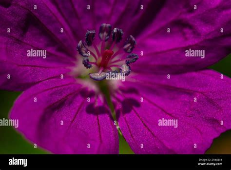 Plant Matter in nature Stock Photo - Alamy