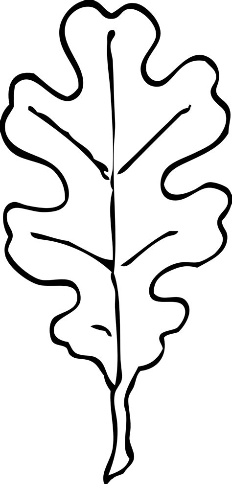 Oak Tree Template Clipart Best