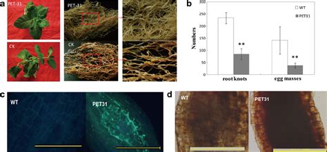 Nematode Resistance Analysis Of Transgenic N Tabacum Overexpressing