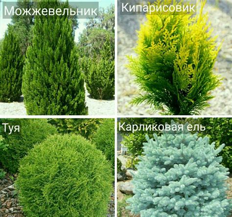 Альпийская горка своими руками, выбор камней и растений для альпийской ...