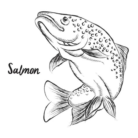 Sketch Of Fish Salmon Trout Hand Drawn Illustration Vector