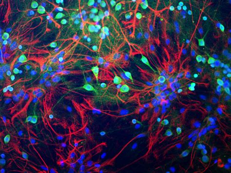 Modelling the new neuron-glial paradigm - Mapping Ignorance