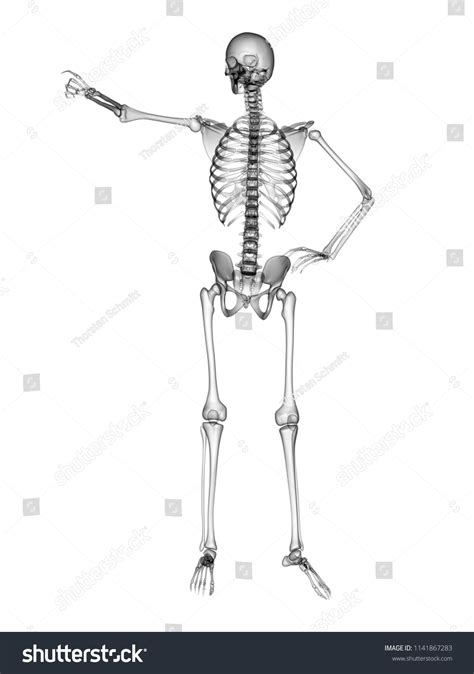 X Ray Human Body 3d Render Stock Illustration 1141867283 Shutterstock