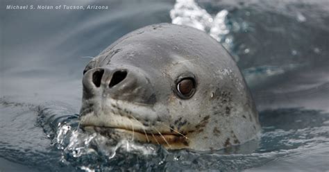 leopard seals biotriad environmental