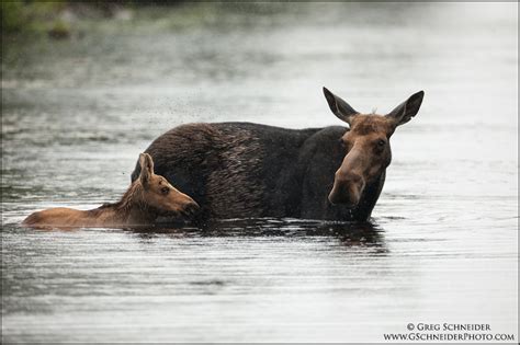 Photo :: Moose calf and mom in the rain