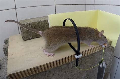 Ingenious DIY rat trap. Why didn't you think of this? - RV Travel