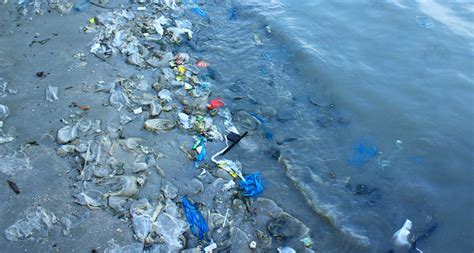 The Mystery Of Plastic Disappeared From The Seas Eaten By Fish