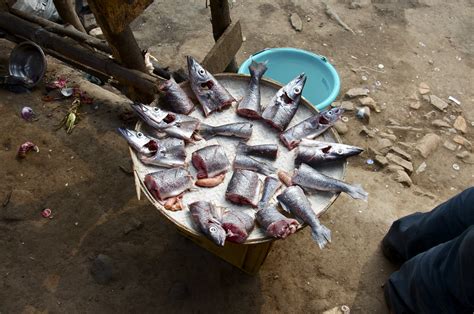 Poisson Kamanyola Sud Kivu Rdc Juin Justine Brabant Flickr