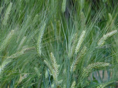 Fotos gratis árbol naturaleza césped campo cebada trigo grano