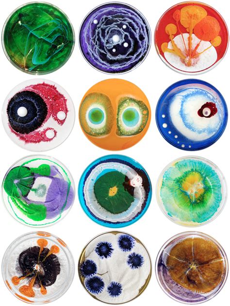 Petri Dish Art