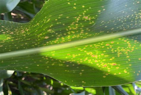 Curvularia leaf spot disease gladiolus Curvularia lunata caused ...