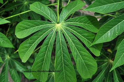 How To Prepare Congolese Pondu Stew African Cassava Leaves Stew Afro