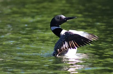 Loon - Description, Habitat, Image, Diet, and Interesting Facts