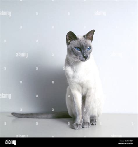 Siamese Lilac Point Cat Hi Res Stock Photography And Images Alamy