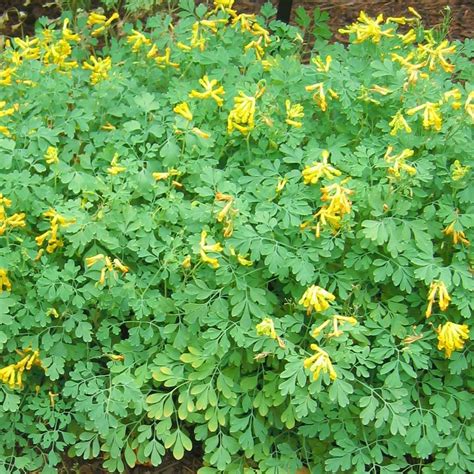 Corydalis lutea Yellow False Bleeding Heart (Fumitory) from Sandy's Plants