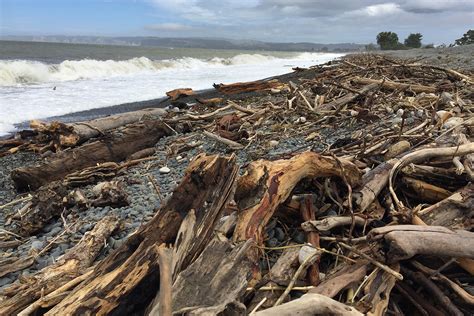 Napier beaches awash with wood and dead marine life – why? | BayBuzz