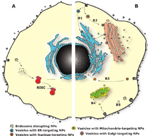Schematic representation of NP-mediated delivery of siRNA (A) and small ...