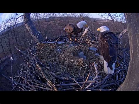 Screenshots From The Hanover Pa Live Eagle Cam Video Image Courtesy Of