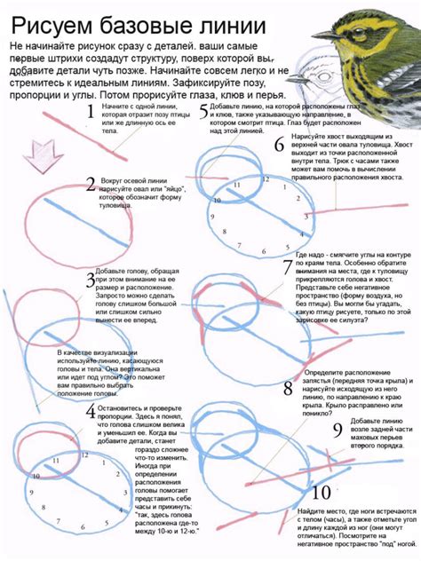 Как рисовать птиц - CG Магнит