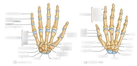 Bones Of Wrist And Hand Diagram Quizlet