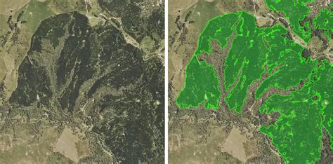 Scion About Forestinsights Ai Mapping