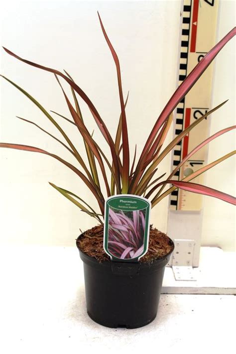 Phormium Maori Maiden — Plant Wholesale Floraccess