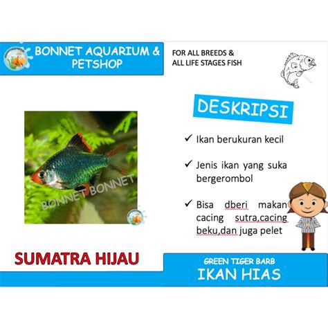 Jual Ikan Hias Sumatra Hijau Green Tiger Barb Shopee Indonesia