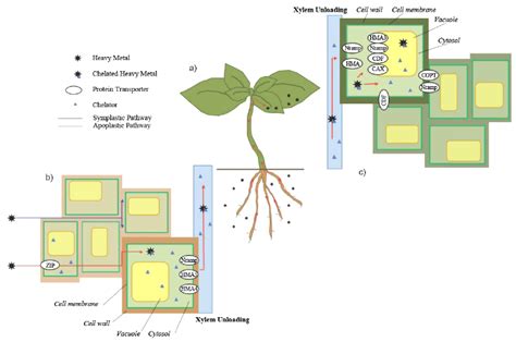 Mechanism Of Metal Hyperaccumulation And Tolerance A Translocation Of