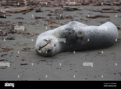 Leopard seal teeth hi-res stock photography and images - Alamy