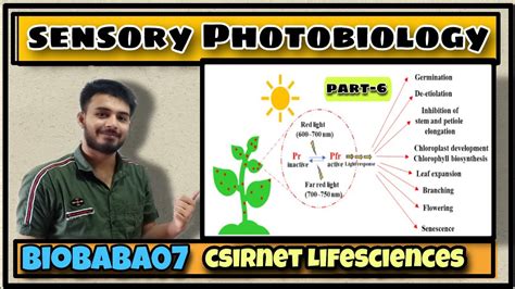 Photobiology Part Phytochrome Functions Csirnet Gate Icmr Youtube