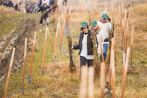 La Jegălia s au plantat peste 6 ha de fapte bune Actualitatea de