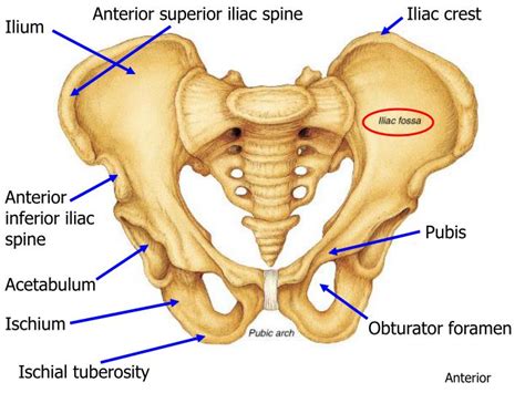 Ppt Hip Joint And Pelvic Girdle Powerpoint Presentation Id1704022