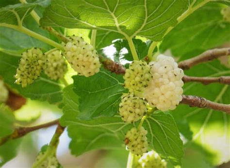 Morus Alba Plant Care Growing Guide Plantly