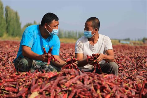 农民丰收丨博湖：辣椒晾晒一片片红 天山网 新疆新闻门户