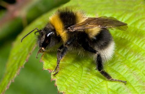 Types Of Bee In The Uk Woodland Trust Types Of Bees Bumble Bee