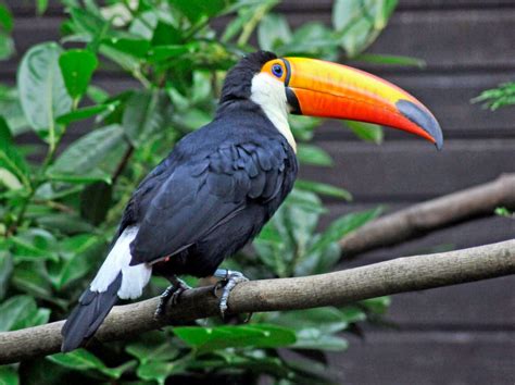 Toco Toucan – Things Guyana