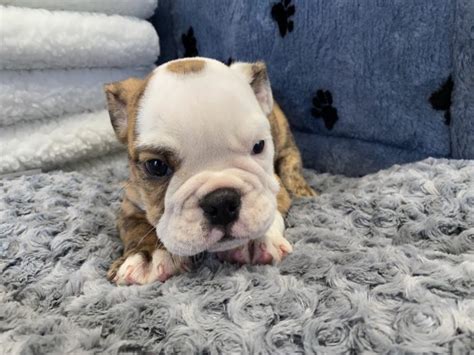 Mini Bulldog Puppies For Sale Mini Bulldog