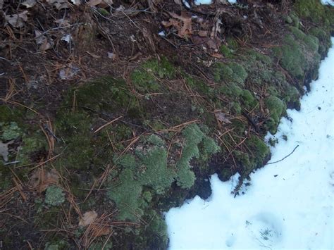 Plant Journeys: The Tree Year ~ Winter Birch