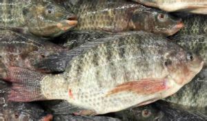 M Xico Libre Del Virus De La Tilapia Del Lago Revista La Campi A