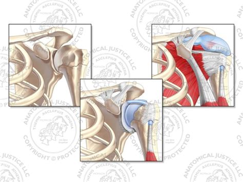 Anterior Anatomy of the Left Shoulder - No Text