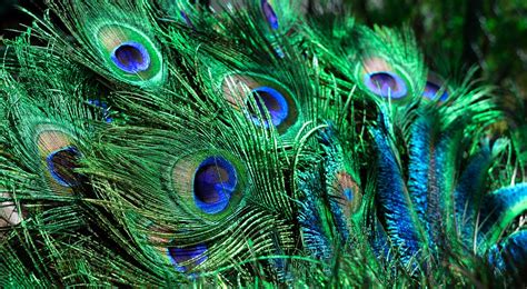 Peacock Feather Colorful Free Photo On Pixabay