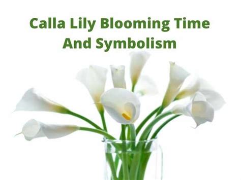 Calla Lily Meaning And Symbolism Edu Svet Gob Gt