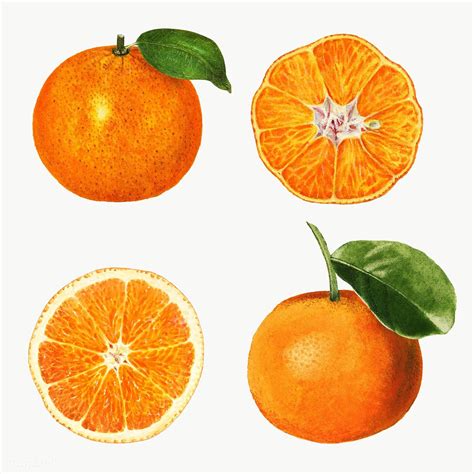 Hand Drawn Natural Fresh Oranges Illustration Premium Image By