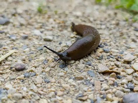 Slug - Facts, Size, Diet, Pictures - All Animal Facts